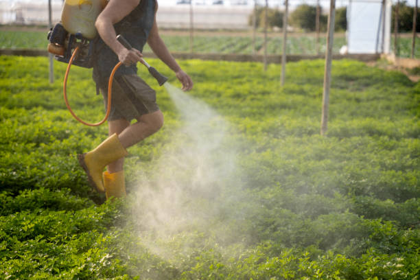 Best Wasp Removal Services  in Conway Springs, KS